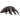 Anteater